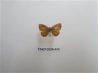 藏品(黑星灰蝶)的圖片